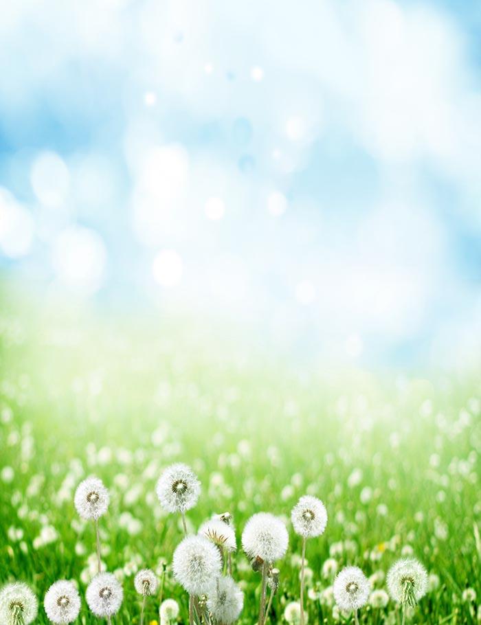 Dandelion With Bokeh Sky For Spring Photography Backdrop J-0158 Shopbackdrop