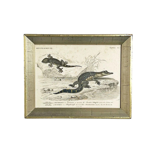 Crocodile & Gecko - Original Hand-Colored Engraving in Vintage Frame