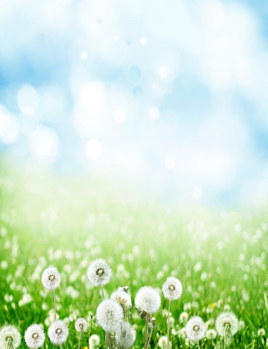 Dandelion With Bokeh Sky For Spring Photography Backdrop  J-0158 Shopbackdrop