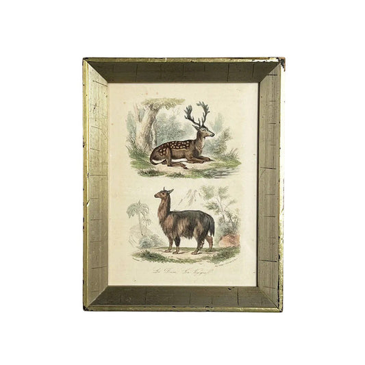 Deer & Vicuña - Original Hand-Colored Engraving in Vintage Frame