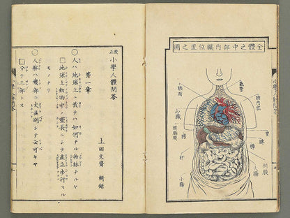 Shogaku jintai mondo / BJ352-884