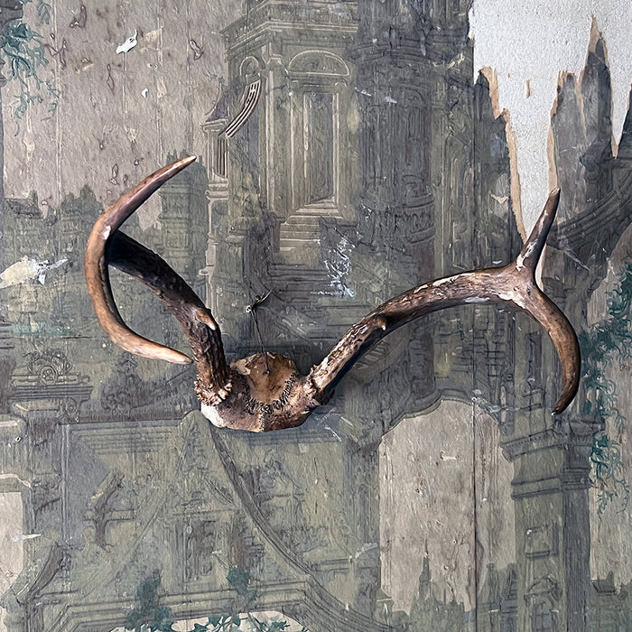 Vintage Antlers (set of 2)